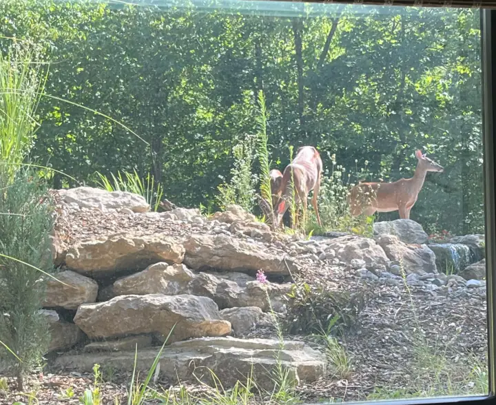 A deer standing among the boulders of a waterfall, photographed through a window
