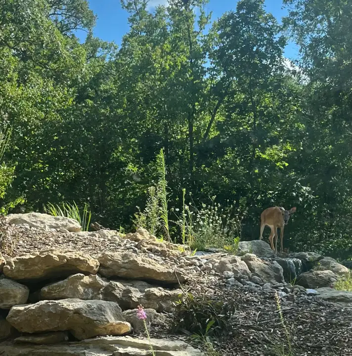 A deer beside large stacked boulders in a wooded yard