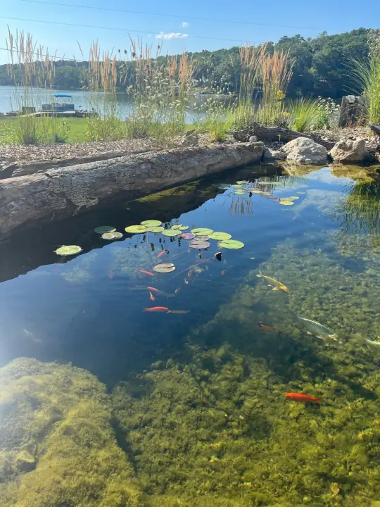Koi and water lilies in a clear stone-edged pond, with tall grasses and a lake beyond