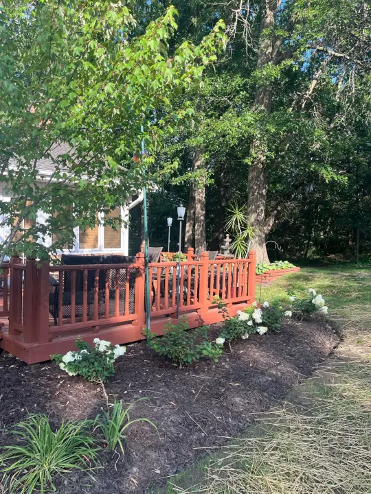 White hydrangeas and new shrubs in a mulched bed along a red wooden deck