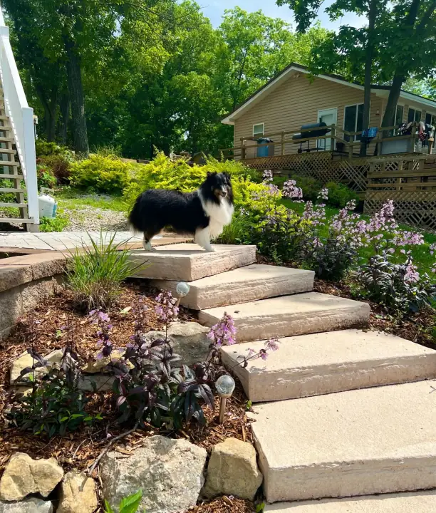 Wide stone steps rising through purple flowers beside a deck, a sheltie standing on the steps