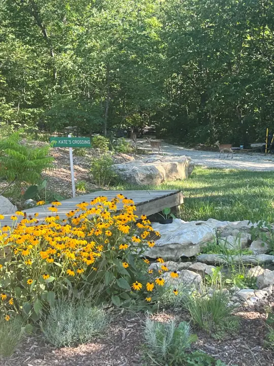 Black-eyed Susans in front of a stream crossed by a small wooden footbridge in a wooded yard