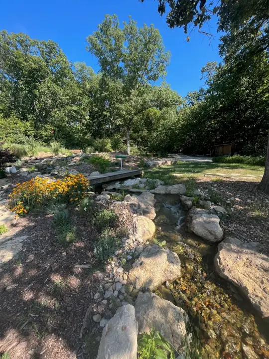A rocky stream winding through a wooded garden with yellow flowers